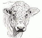 Whitebred Shorthorn Association Ltd