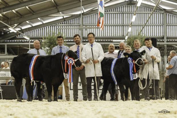 Overall and Reserve Champion