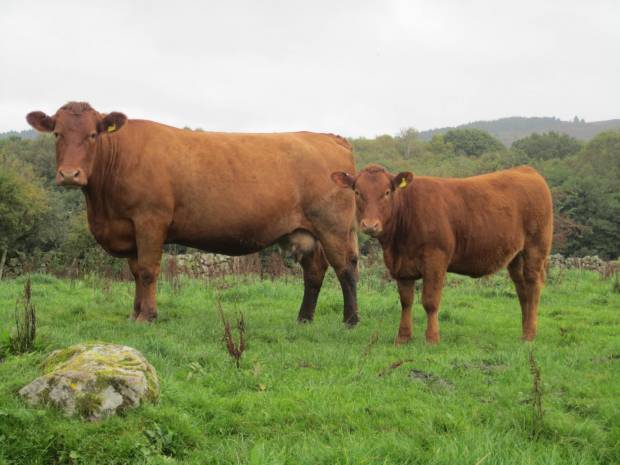 N & J NEWBOULD & SON, DALBEATTIE, KIRKCUDBRIGHTSHIRE