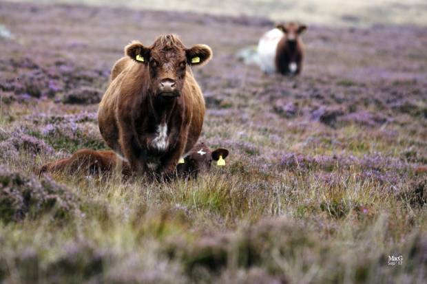 NBA Letter sent to Rt Hon George Eustice urging Government to prioritise agriculture and food security