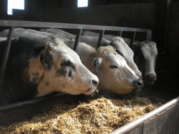 Cattle enjoying their rations.