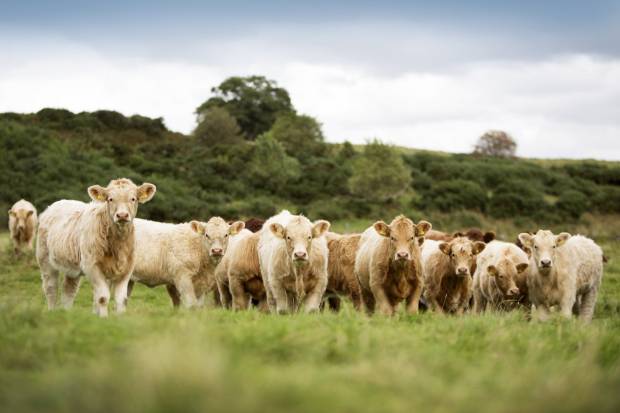 The National Beef Association (NBA) criticises the extreme and unrealistic views in George Monbiot’s ‘Apocalypse Cow’.