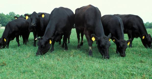 National Beef Association hopes BBC programme will demonstrate the differences between global beef production systems