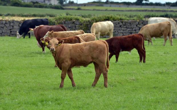 Beef webinar series 2021: Solutions to deliver sustainable beef production