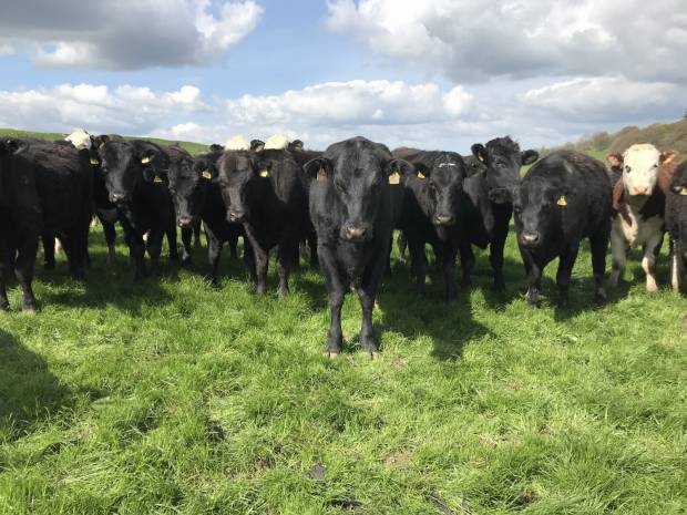 INDUSTRY EXPERTS AT BEEF EXPO FARM WALKS