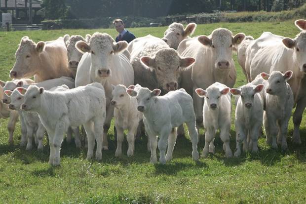 Save the date: NBA Midlands farm walk to renowned Dorcas Charolais herd