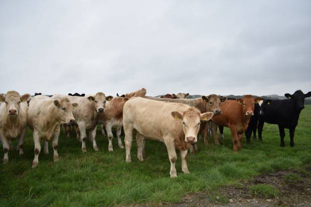 Bluetongue virus detected and dealt with in two imported cattle