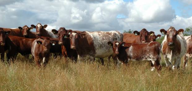 The Elliott Family's Shorthorn Cattle