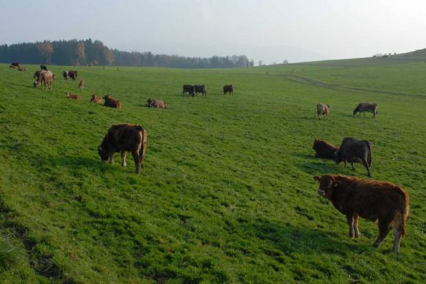 Time for accuracy on environmental sustainability of beef production in UK, urges National Beef Association