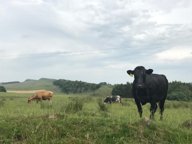 Cattle at Great Chesters