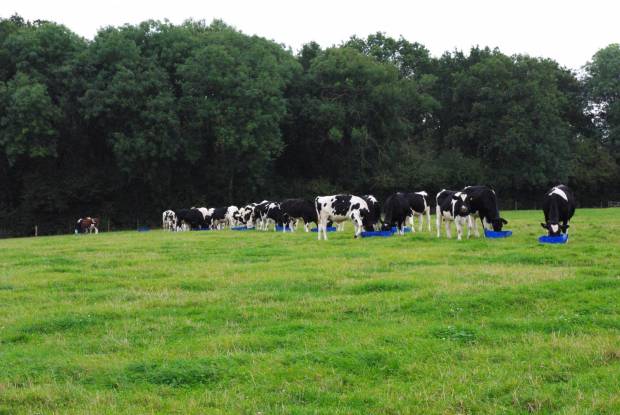 NBA Invite farmers to attend an open farm walk and meeting kindly hosted at Angrove Farm in Wiltshire