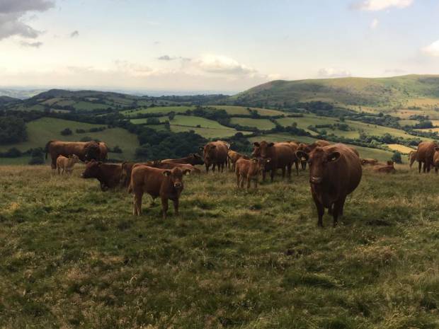 Beef Expo 2018 Farm Tours - James Evans, Partridge Farm, Linley, Bishops Castle