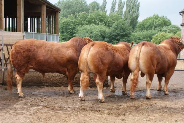 NBA showcase award winning Killerton herd at Farm walk