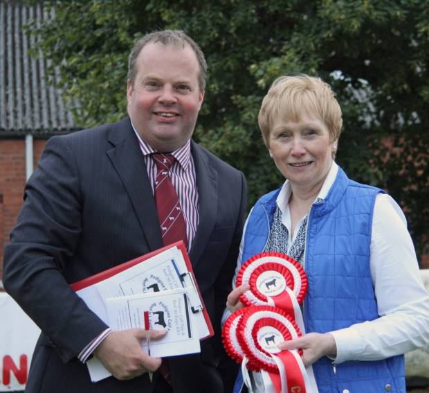 More than 300 entries catalogued  for multi-breed beef showcase