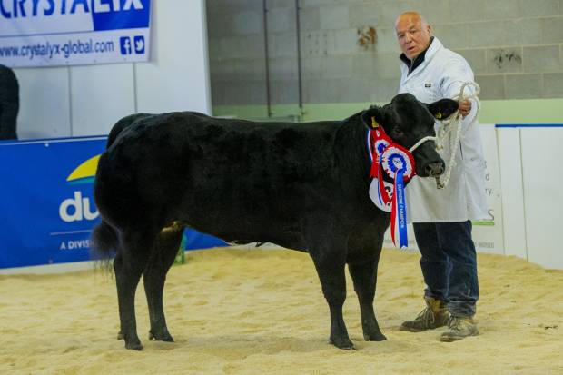 Huge support for cattle competitions at Beef Expo 2019