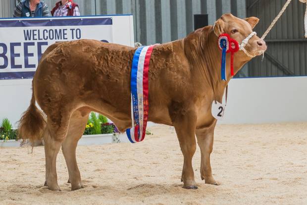 Monty - Overall Supreme Champion at Beef Expo 2017