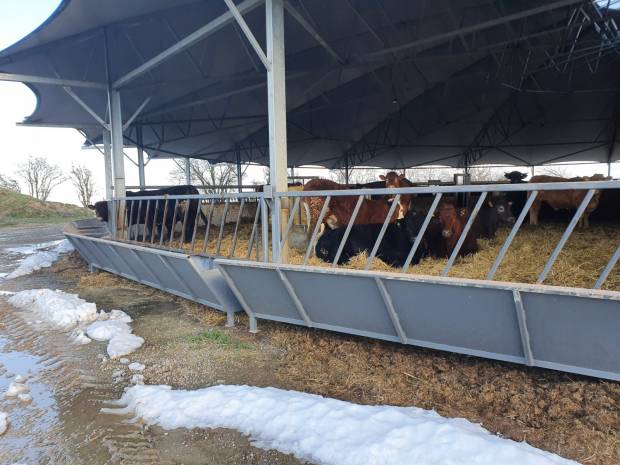 NBA announce farm tours as part of Beef Expo 2020