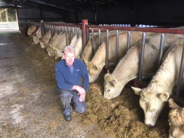 Stephen Heenan with his pedigree Charolais