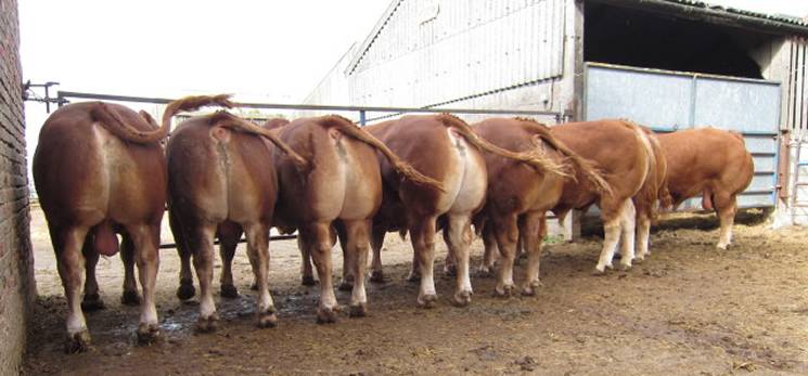 Young Limousin Bulls