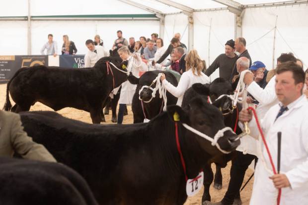 National Commercial Cattle Competition 2022