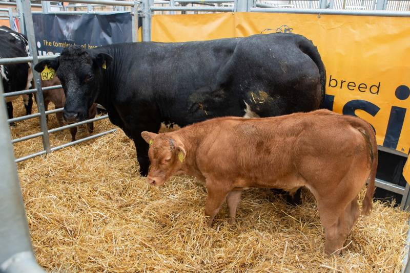 Beef Expo 2022