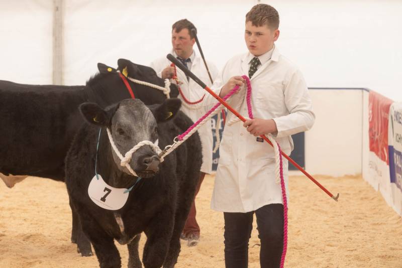 National Commercial Cattle Show 2022