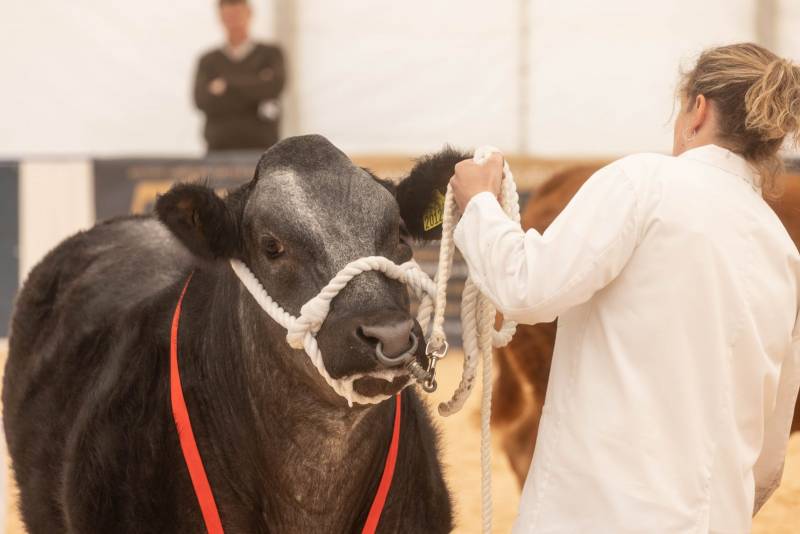 National Commercial Cattle Show 2022