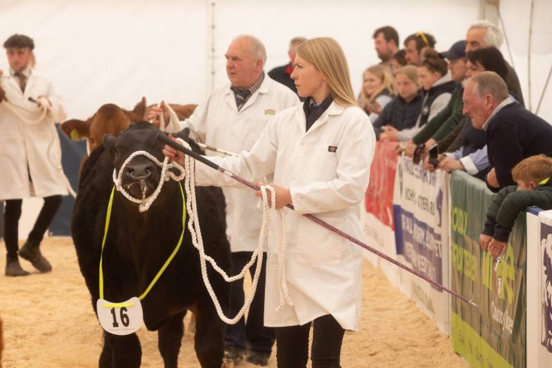 National Commercial Cattle Show 2022