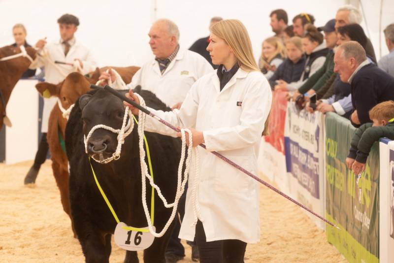 National Commercial Cattle Show 2022