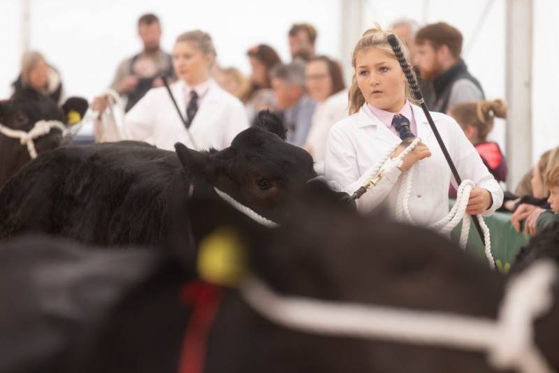 National Commercial Cattle Show 2022