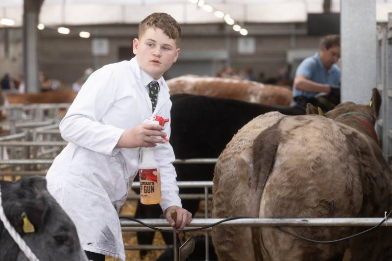National Commercial Cattle Show 2022