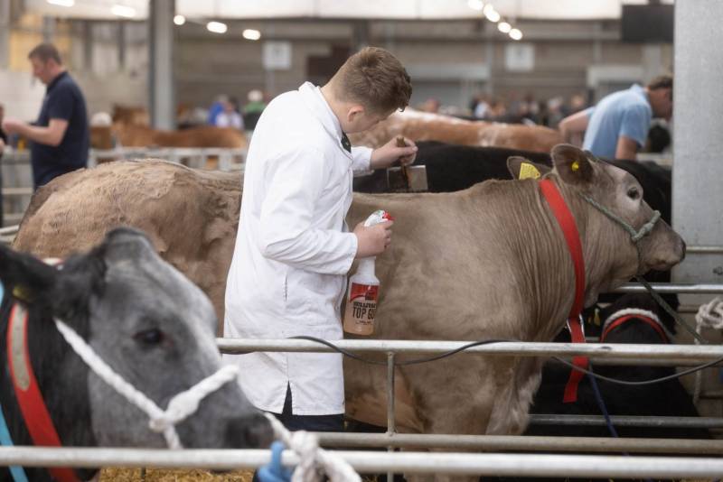 National Commercial Cattle Show 2022