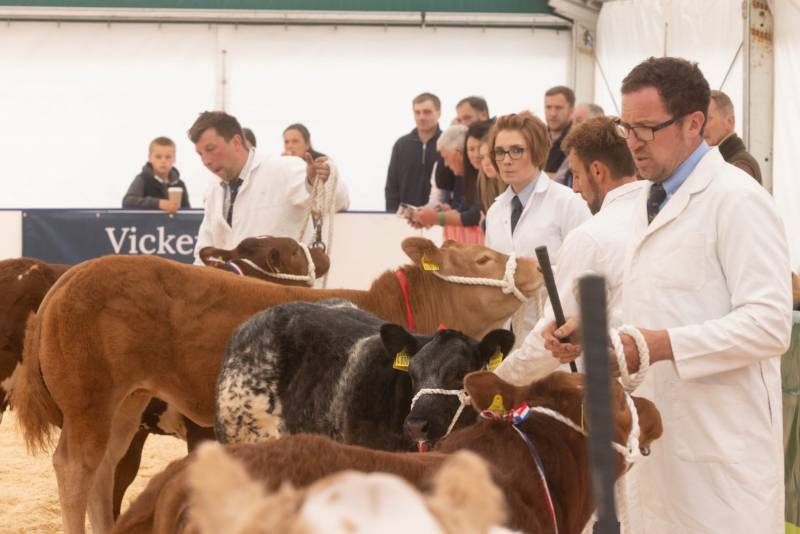 National Commercial Cattle Show 2022