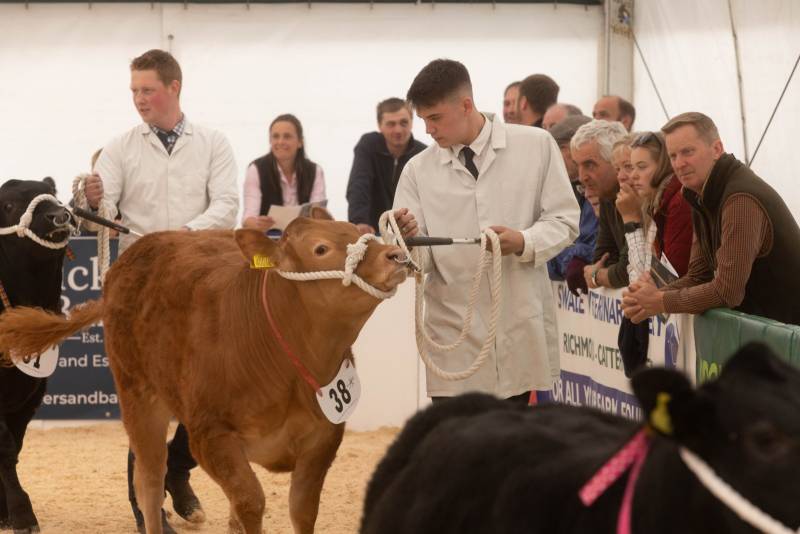National Commercial Cattle Show 2022