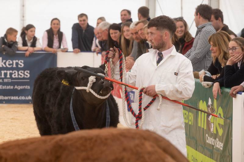 National Commercial Cattle Show 2022