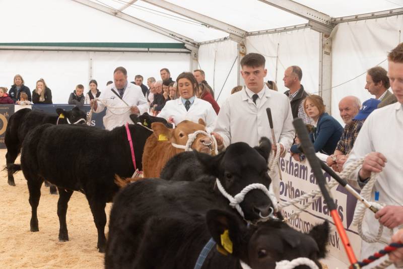 National Commercial Cattle Show 2022