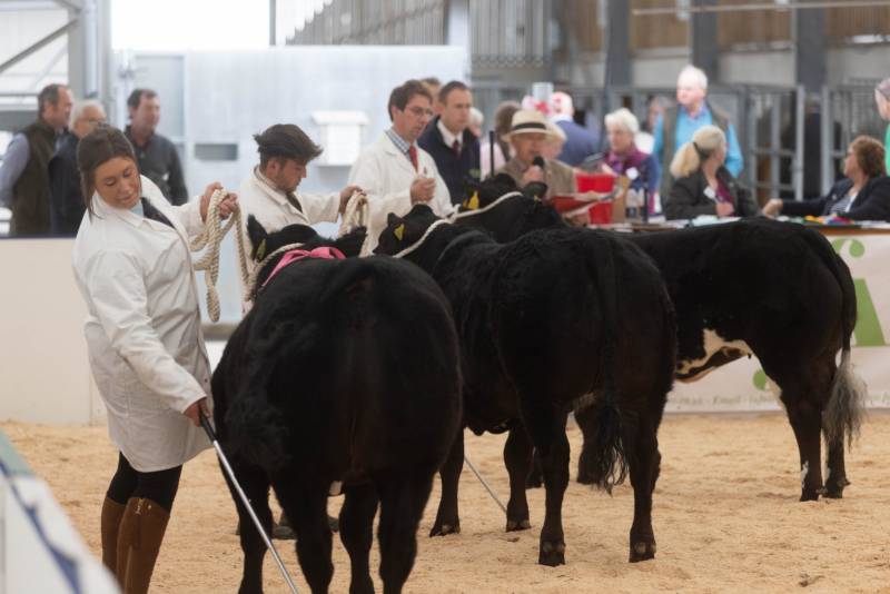 National Commercial Cattle Show 2022