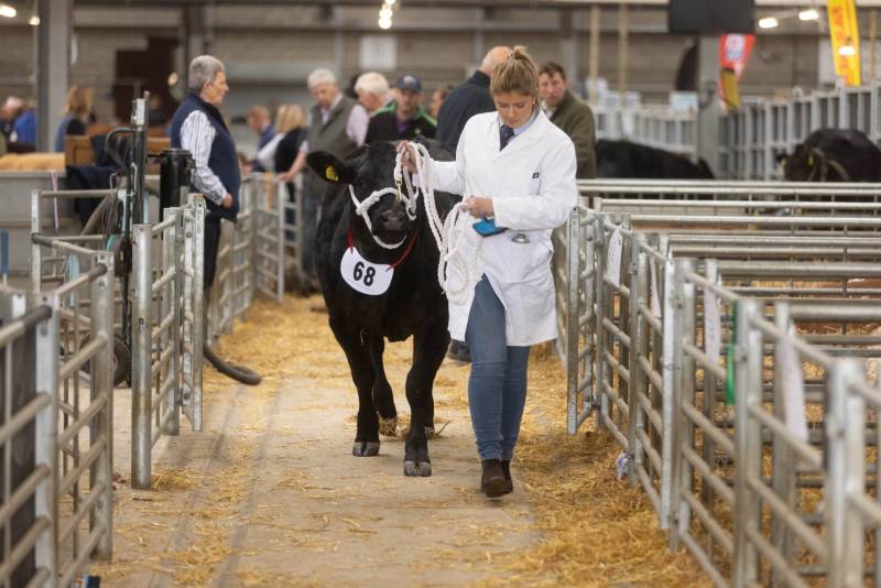 National Commercial Cattle Show 2022