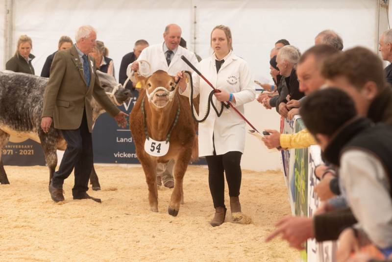 National Commercial Cattle Show 2022