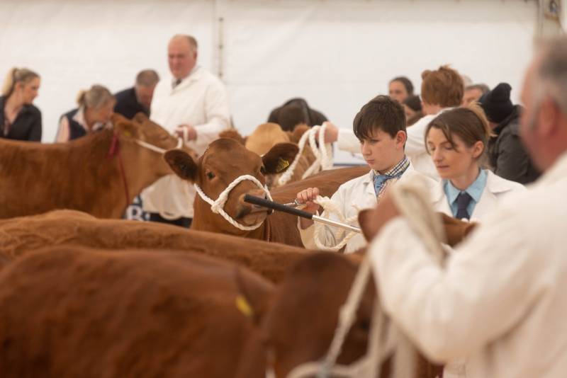 National Commercial Cattle Show 2022