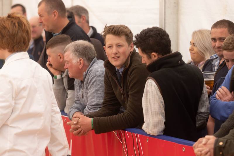 National Commercial Cattle Show 2022