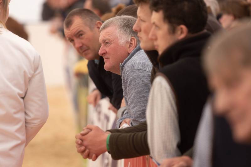National Commercial Cattle Show 2022