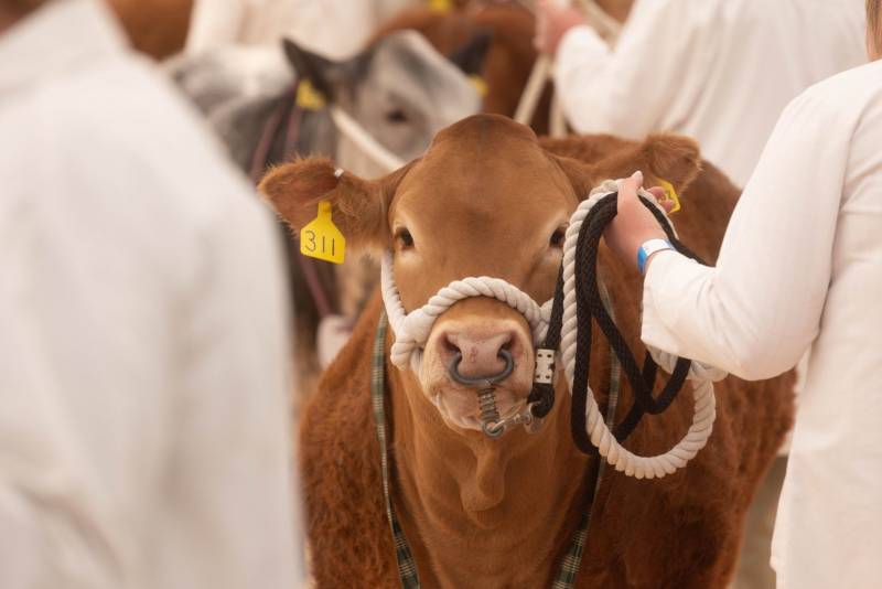 National Commercial Cattle Show 2022