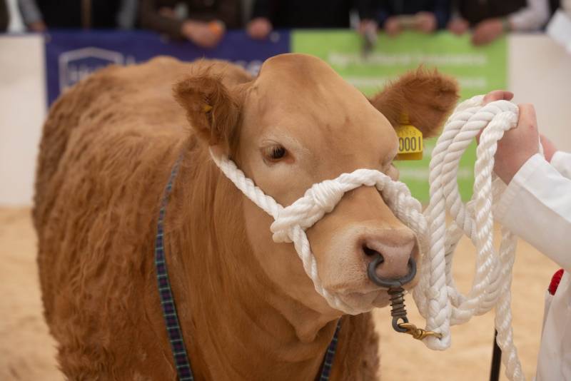 National Commercial Cattle Show 2022