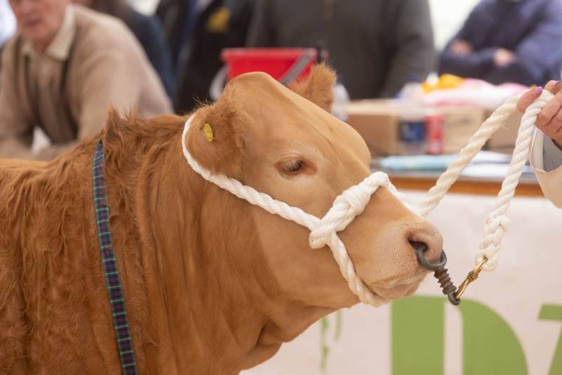National Commercial Cattle Show 2022