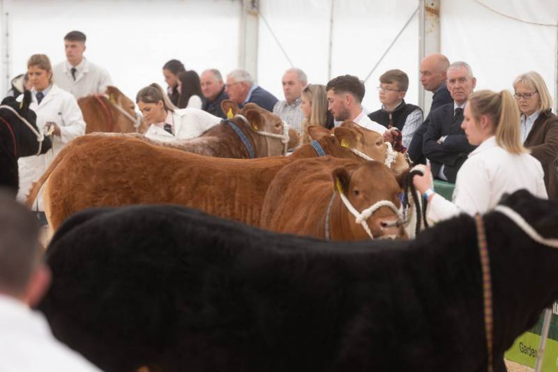 National Commercial Cattle Show 2022