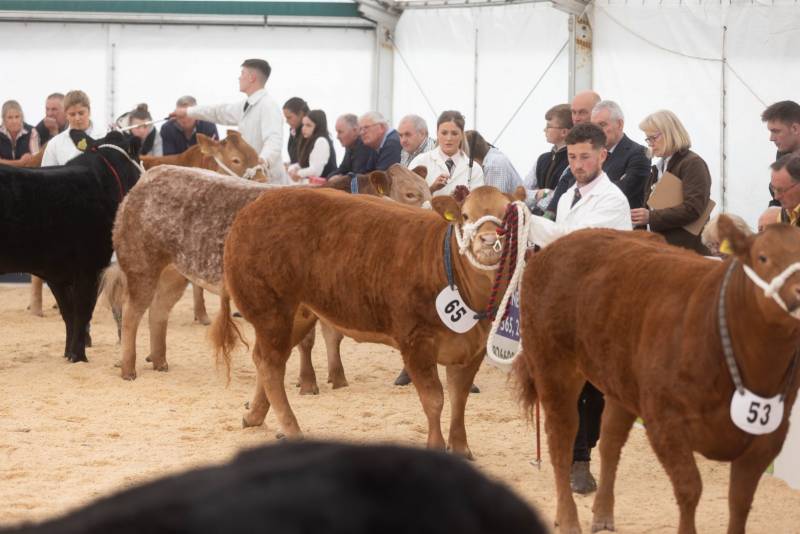 National Commercial Cattle Show 2022