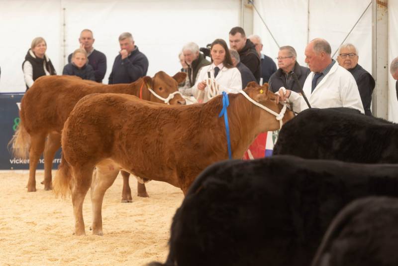 National Commercial Cattle Show 2022