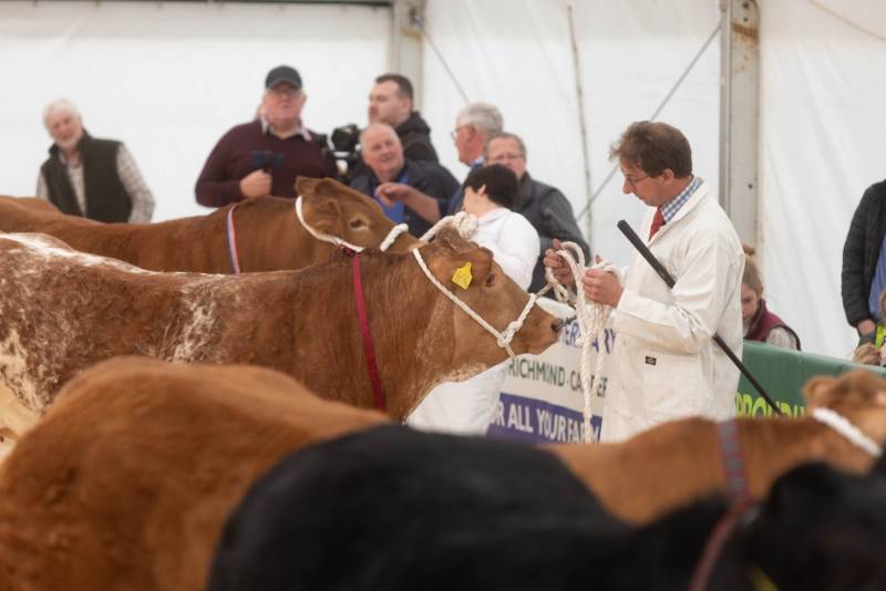 National Commercial Cattle Show 2022