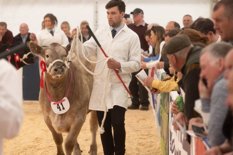 National Commercial Cattle Show 2022